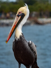 pelican on the beach
