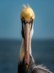 portrait of a pelican sitting on the pier at the beach
