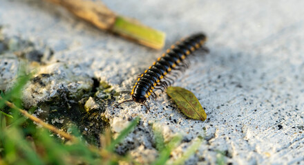 Mating millipede,millipede walking on ground