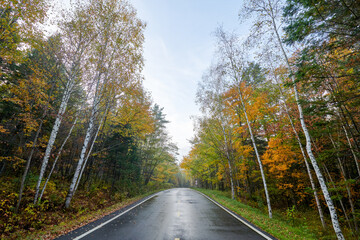 The road on the autumn forests landscape.