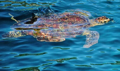 Schuldkröte schwimmt im Meer