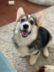 corgi puppy dog sitting on floor