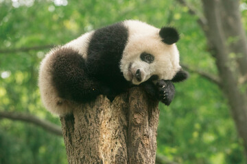 panda