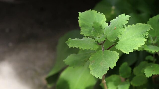 boldo leaves in a garden in the Copacabana neighborhood.