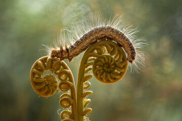 Hairy Caterpillar and Fern