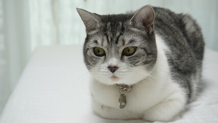 Obraz premium portrait of a cat