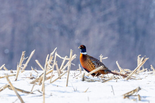 Ring-necked Pheasant A1R_3955