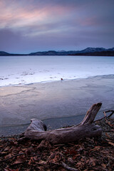 氷に覆われた湖の畔の流木。日本の北海道の屈斜路湖。