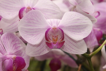 Fototapeta na wymiar Pinkish white orchid flower phalaenopsis. known as butterfly orchids. Selective focus. 