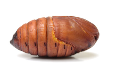 chrysalis silkworm ,silk worm cocoon on white background