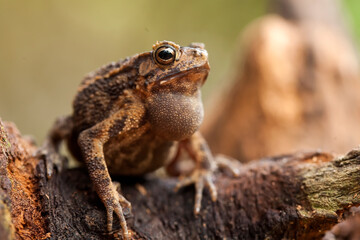 Hairy Caterpillar and Fern