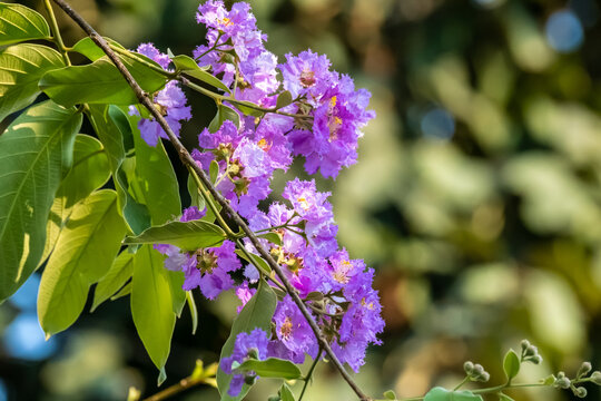 Close up Lagerstroemia loudonii flower.Purple flower in a garden.