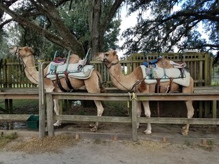 camels 