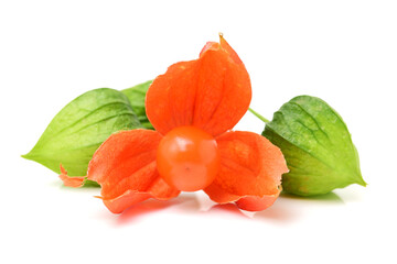 Physalis fruit isolated on white background 