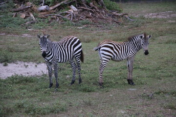 zebra in the wild
