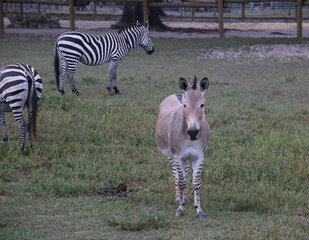 zebra grazing in the grass