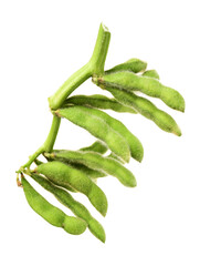 Fresh harvested soybean (edamame) plant isolated on white background