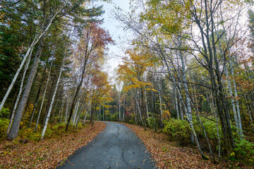 The road on the autumn forests landscape.