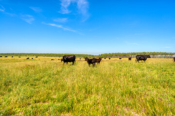 Fototapeta na wymiar Black Angus cows graze on a green grass field.