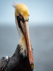 pelican on the beach
