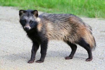 Raccoon dog in the wild