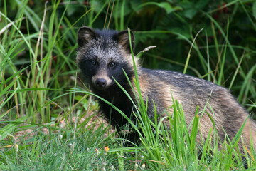 Raccoon dog in the wild

