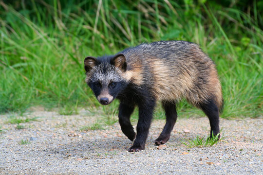 Raccoon dog in the wild