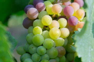 close-up grapes on a vine in the sunshine for wine production.
