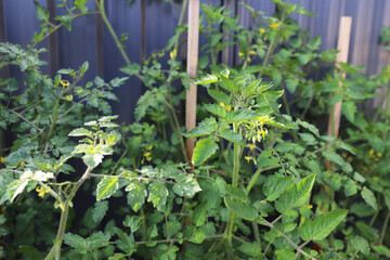 Tomato Plants growing in Garden