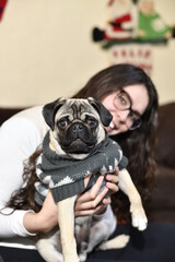 Adorable Pug, pulls the hair of a young woman