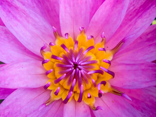 Pink lotus petals, yellow inside, beautiful like a macro picture.
