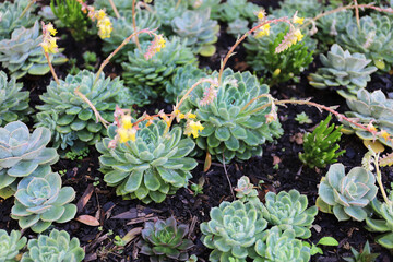 Succulent Plants