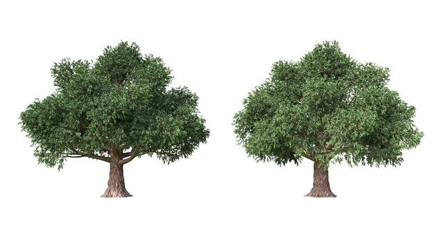 Beech tree moving in the wind on white background with alpha matte.3D realistic tree isolated with alpha channel to be used for architecture visualization or motion graphics or any other video.