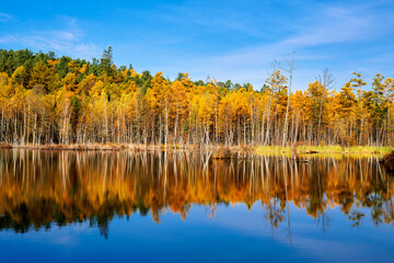 The autumn forests lakeside landscape.