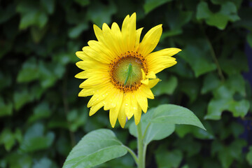 Sunflower with Grasshopper
