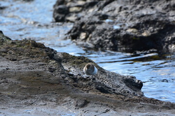浜辺を歩くイソシギ