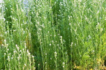 fresh green herbs growing in kitchen garden in India closeup