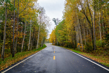 The road on the autumn forests landscape.
