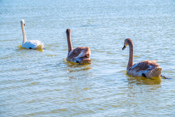 A white mute swan with orange and black beak and young brown coloured offspring with pink beak...
