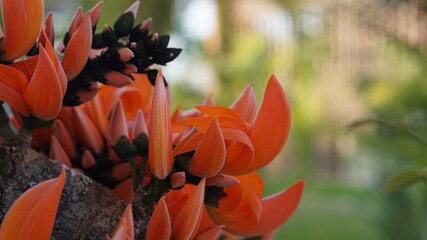 tulips in the garden