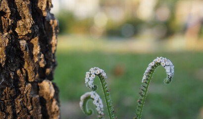 grass and flowers