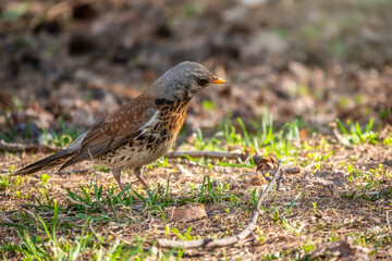 Fieldfare, Turdus pilaris, on a sprng lawn.