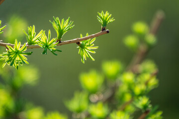 Green bushes with young leaves in the sunset