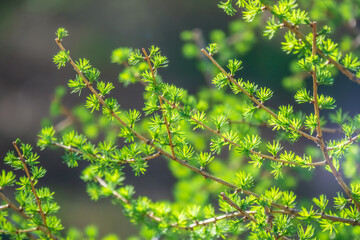Green bushes with young leaves in the sunset