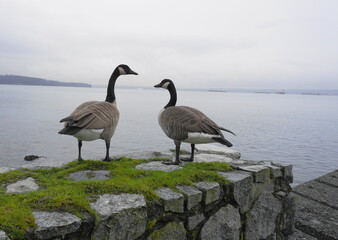 canadian geese on the beach
