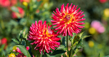 Beautiful red dahlia flowers in the garden on green leaves background.