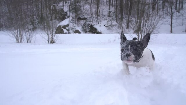French bulldog puppy running in snow (slow motion 120fps slowed down to 24fps)
Puppy running in snow