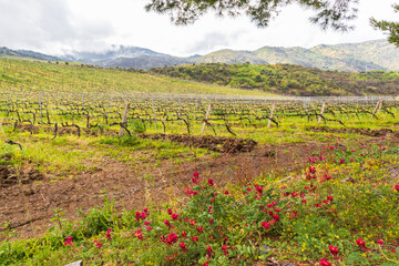 Fototapeta na wymiar Italy, Sicily, Palermo Province, Castelbuono. Rural vineyards near Castelbuono.
