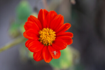red flower of calendula
