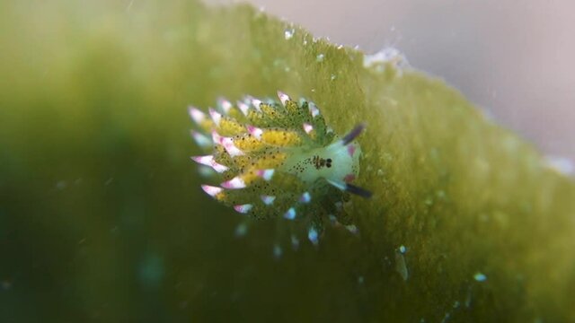 Shaun the Sheep Nudibranch Grazes Algae on Leaf in Strong Sea Current
